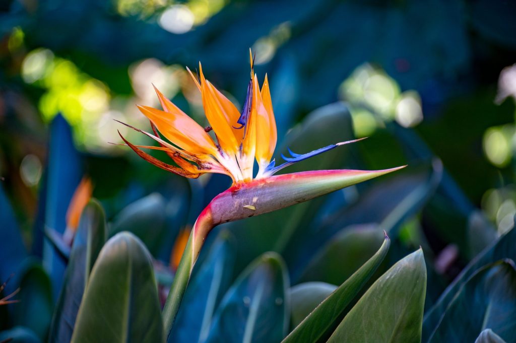Jardin botanique