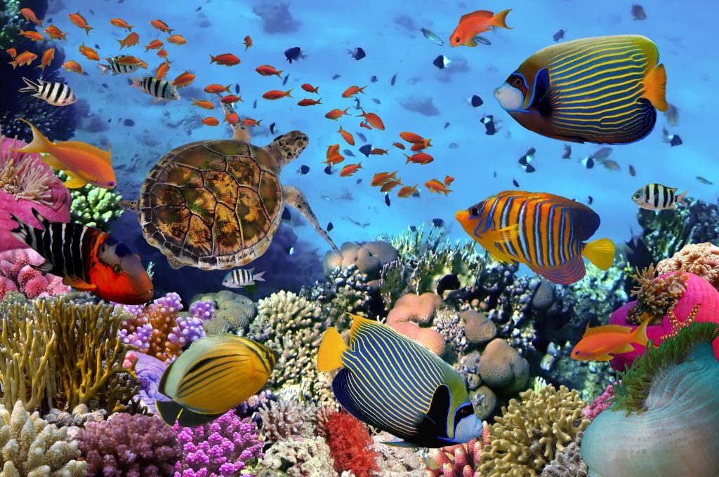 Reserve cousteau
